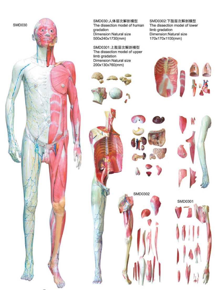 人體全身層次解剖附內(nèi)臟模型