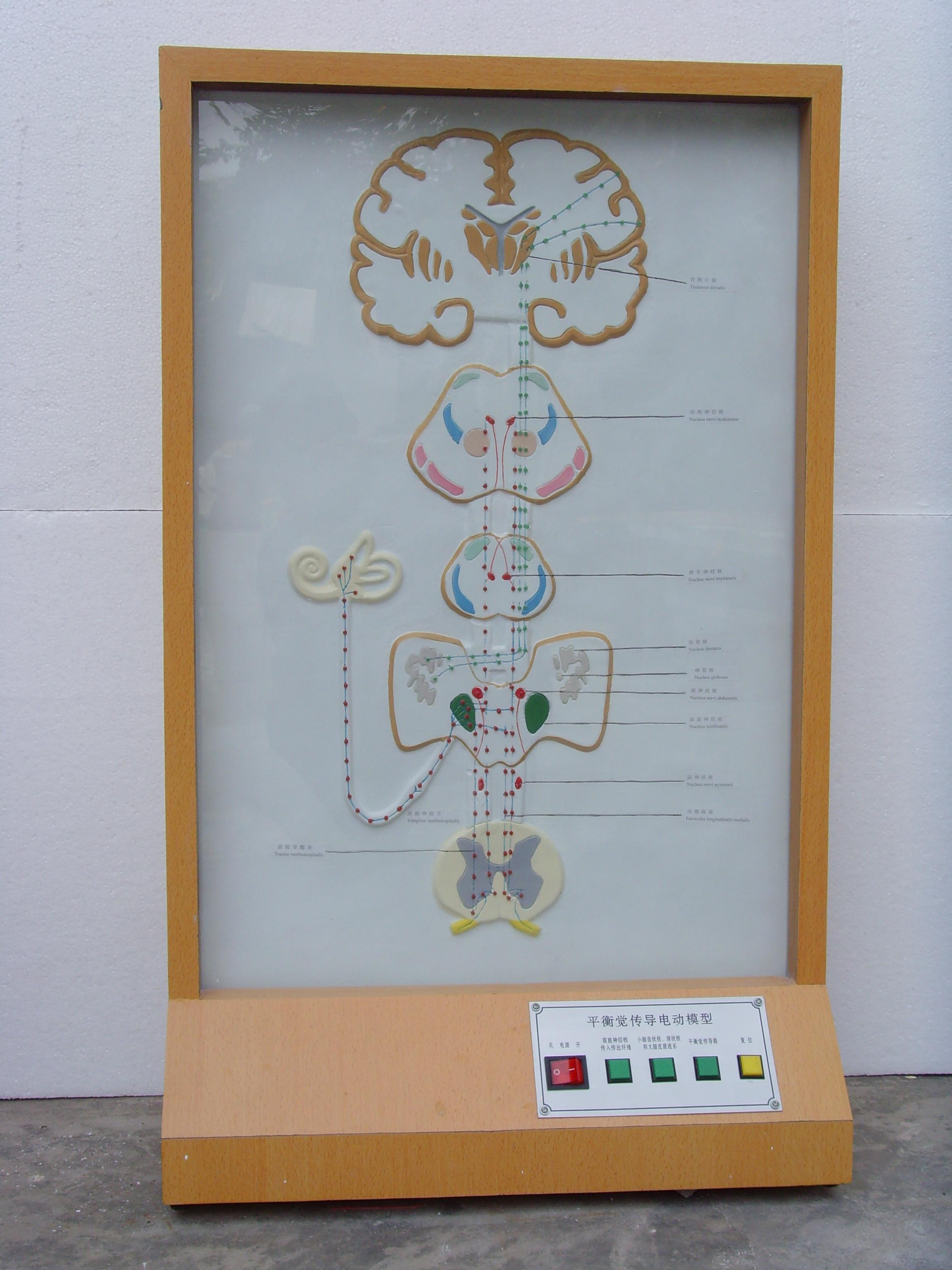 平衡覺傳導(dǎo)電動模型