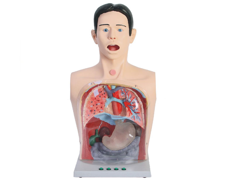 高級(jí)透明洗胃、胃腸減壓術(shù)模型