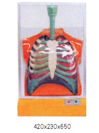 電動(dòng)人體呼吸運(yùn)動(dòng)模型