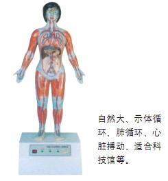 微電腦人體心動(dòng)周期與大、小循環(huán)演示儀