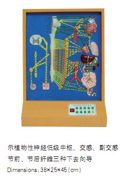 自主神經(jīng)電動模型