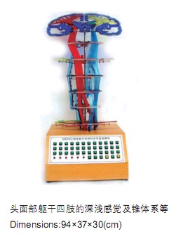 中樞神經(jīng)傳導(dǎo)電動模型